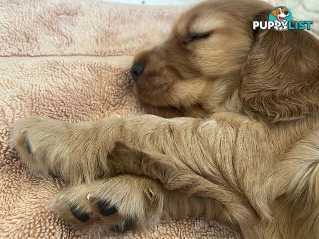 English cocker spaniel puppies - purebred - female black and tan