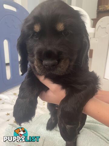 English cocker spaniel puppies - purebred - female black and tan