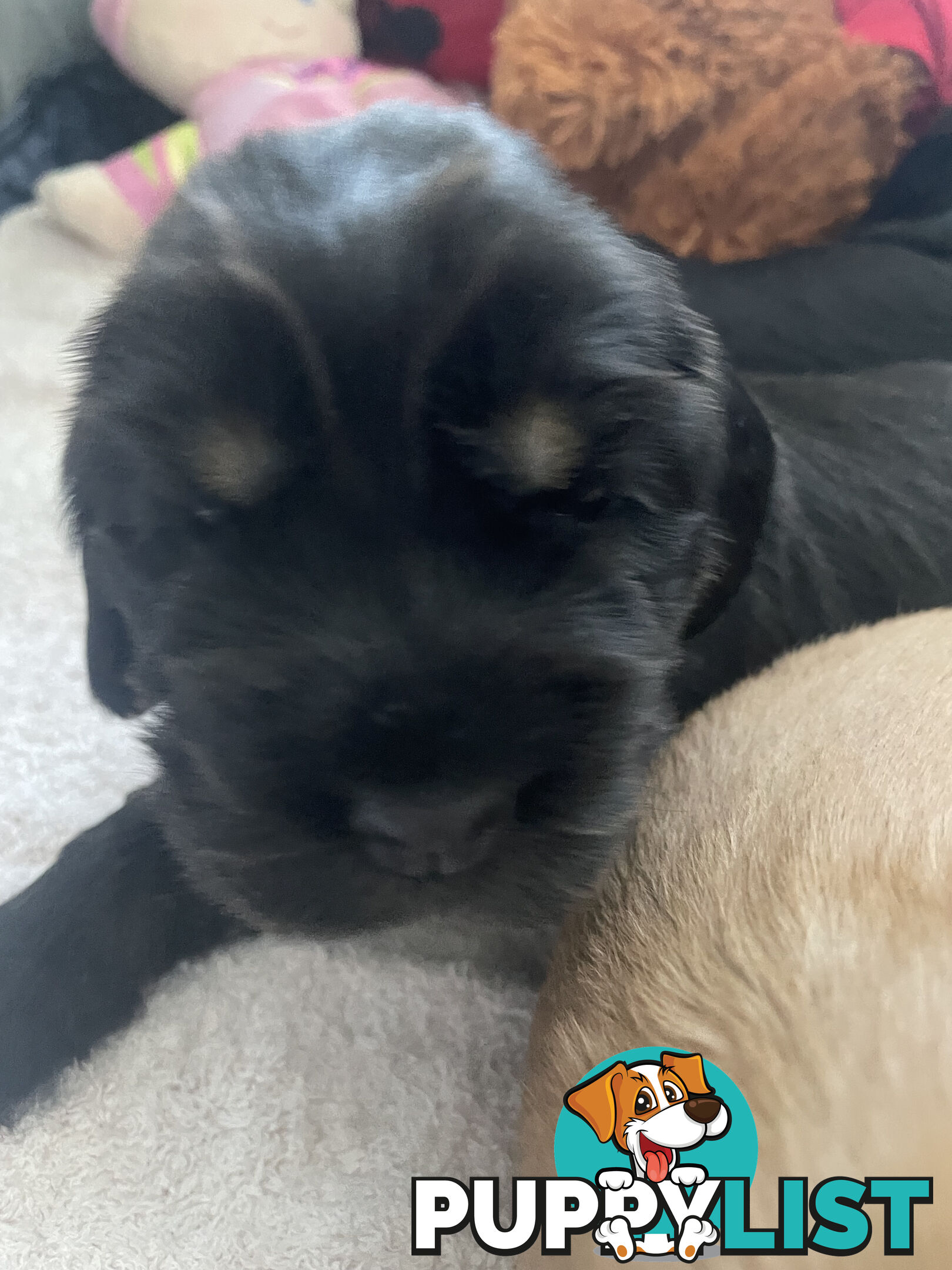 English cocker spaniel puppies - purebred - female black and tan