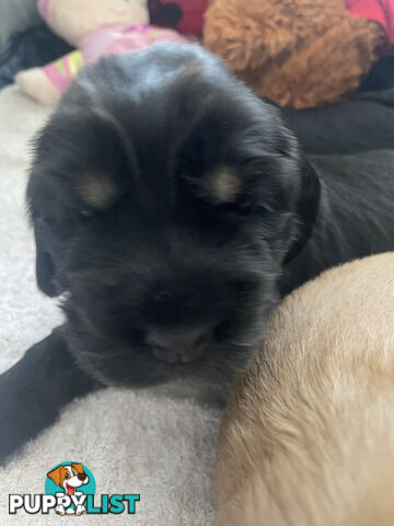 English cocker spaniel puppies - purebred - female black and tan