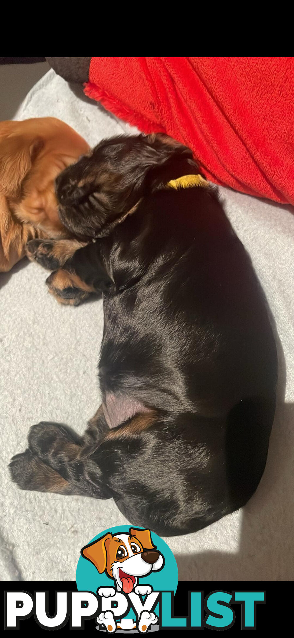 English cocker spaniel puppies - purebred - female black and tan