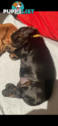 English cocker spaniel puppies - purebred - female black and tan