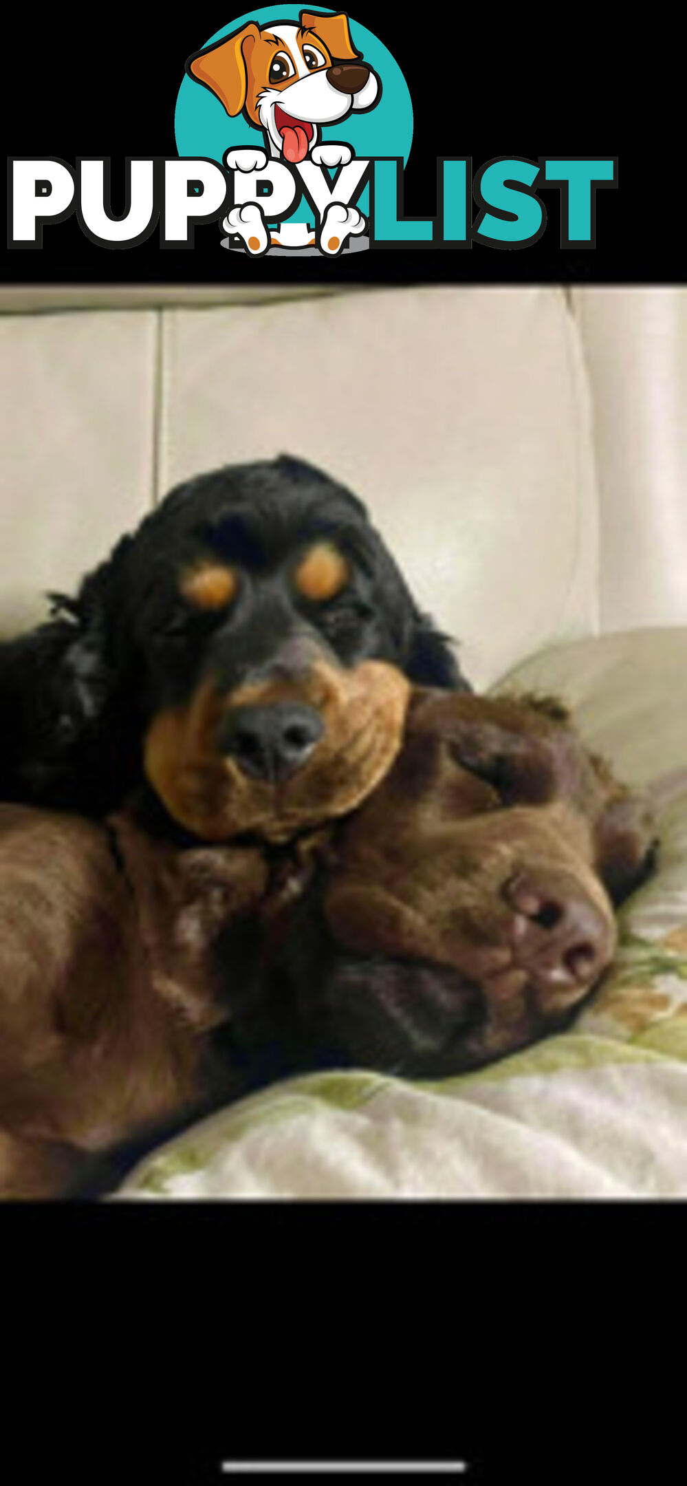 English cocker spaniel puppies - purebred - female black and tan