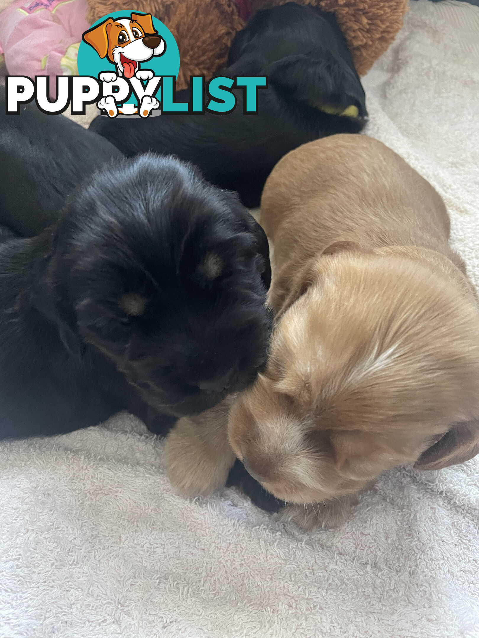 English cocker spaniel puppies - purebred - female black and tan