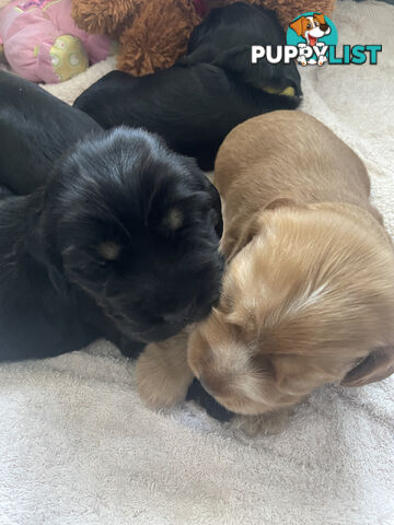 English cocker spaniel puppies - purebred - female black and tan