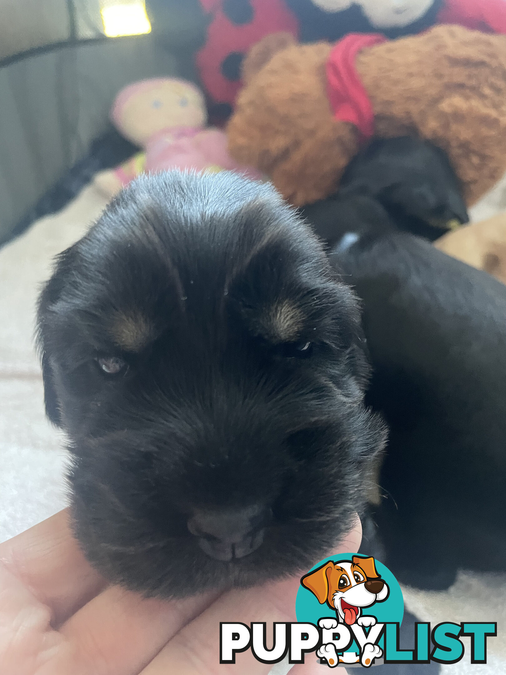 English cocker spaniel puppies - purebred - female black and tan