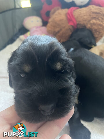 English cocker spaniel puppies - purebred - female black and tan