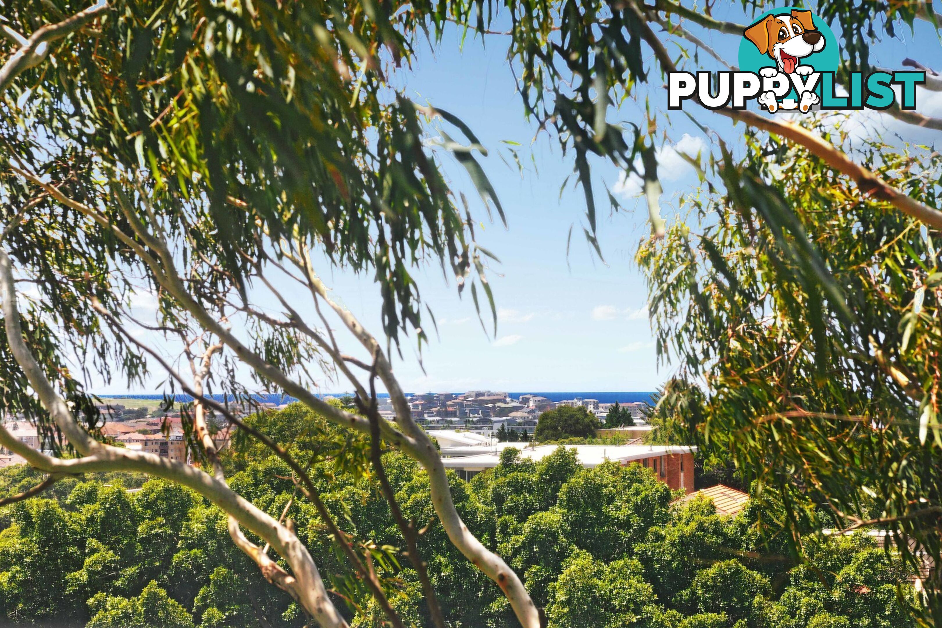 11/65 Birriga Road BELLEVUE HILL NSW 2023