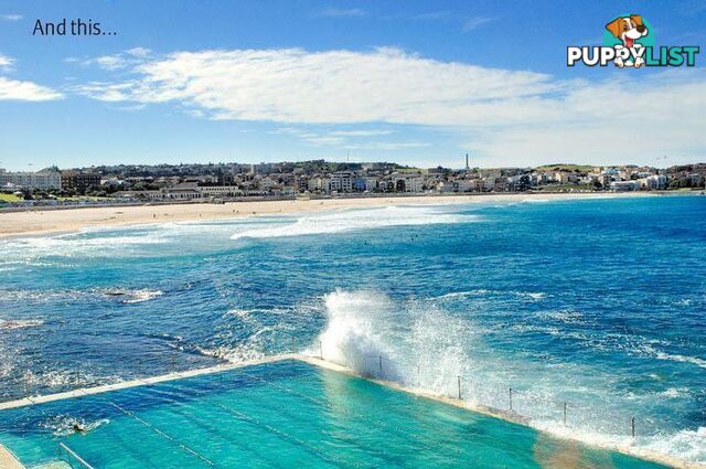 1/13 Roscoe Street BONDI NSW 2026