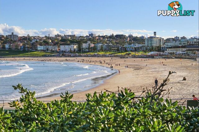 10/285-295 Bondi Road BONDI NSW 2026