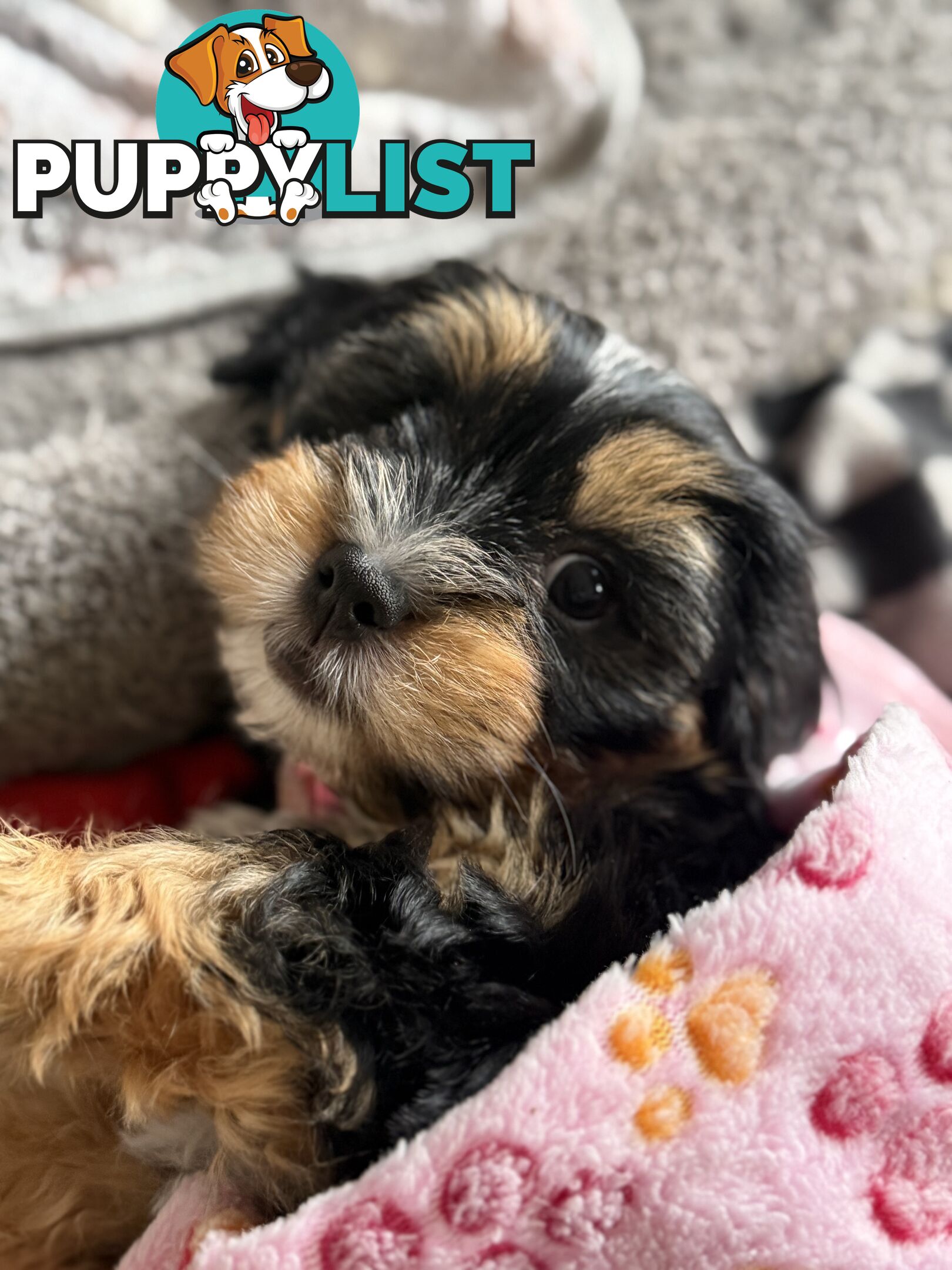 Available & ready now - cute Maltese Shih Tzu (Malshi) puppies