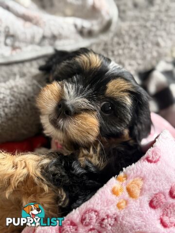 Available & ready now - cute Maltese Shih Tzu (Malshi) puppies
