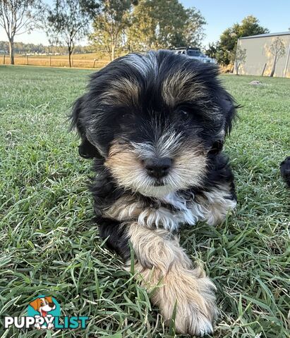 Available & ready now - cute Maltese Shih Tzu (Malshi) puppies
