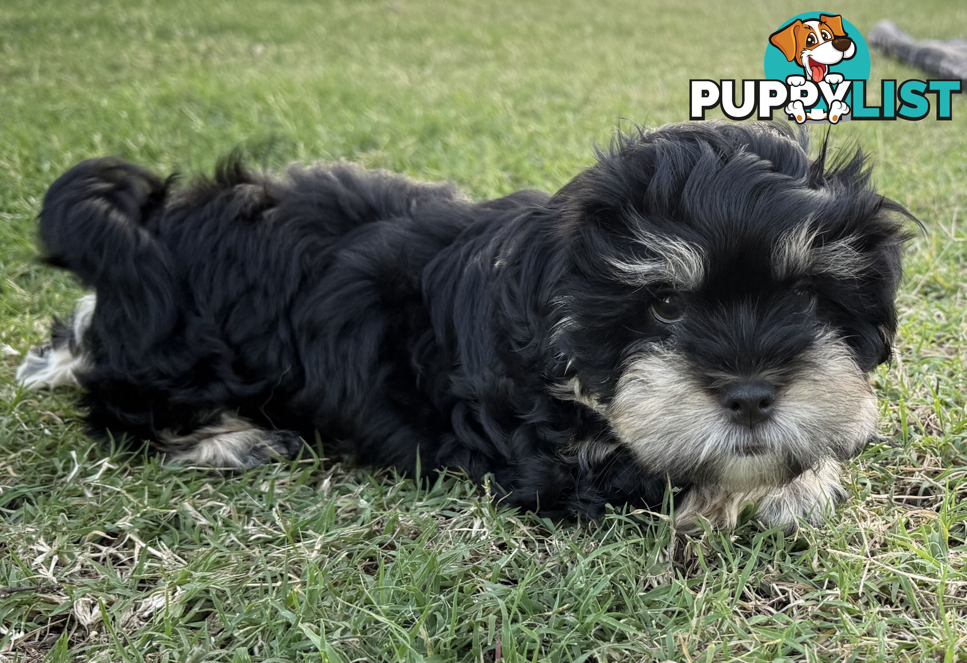 Available & ready now - cute Maltese Shih Tzu (Malshi) puppies