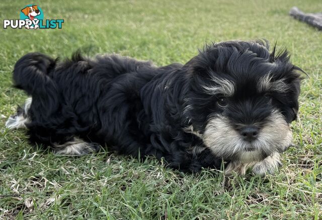 Available & ready now - cute Maltese Shih Tzu (Malshi) puppies