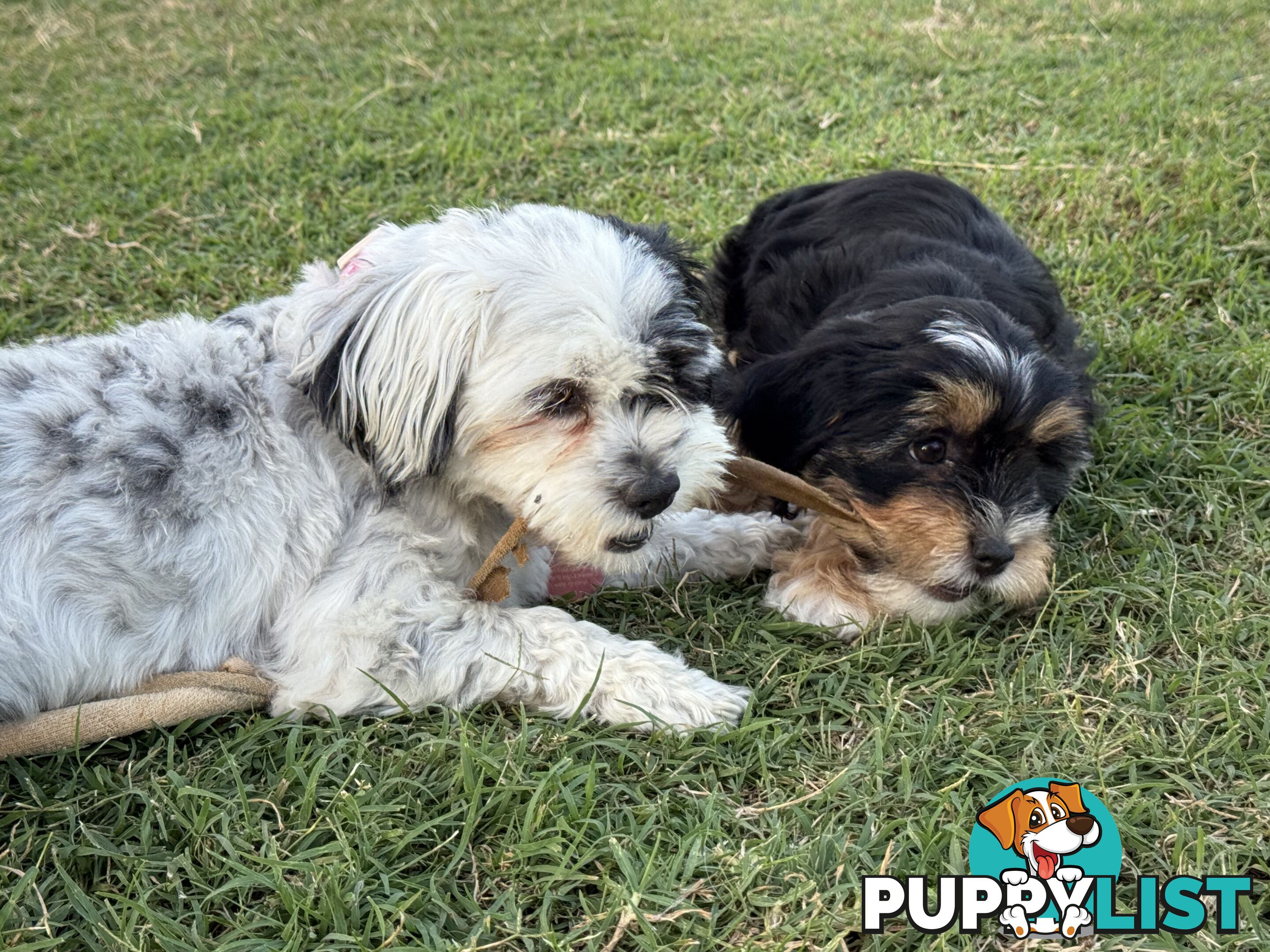 Available & ready now - cute Maltese Shih Tzu (Malshi) puppies