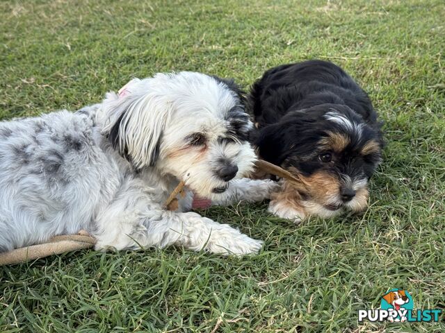 Available & ready now - cute Maltese Shih Tzu (Malshi) puppies