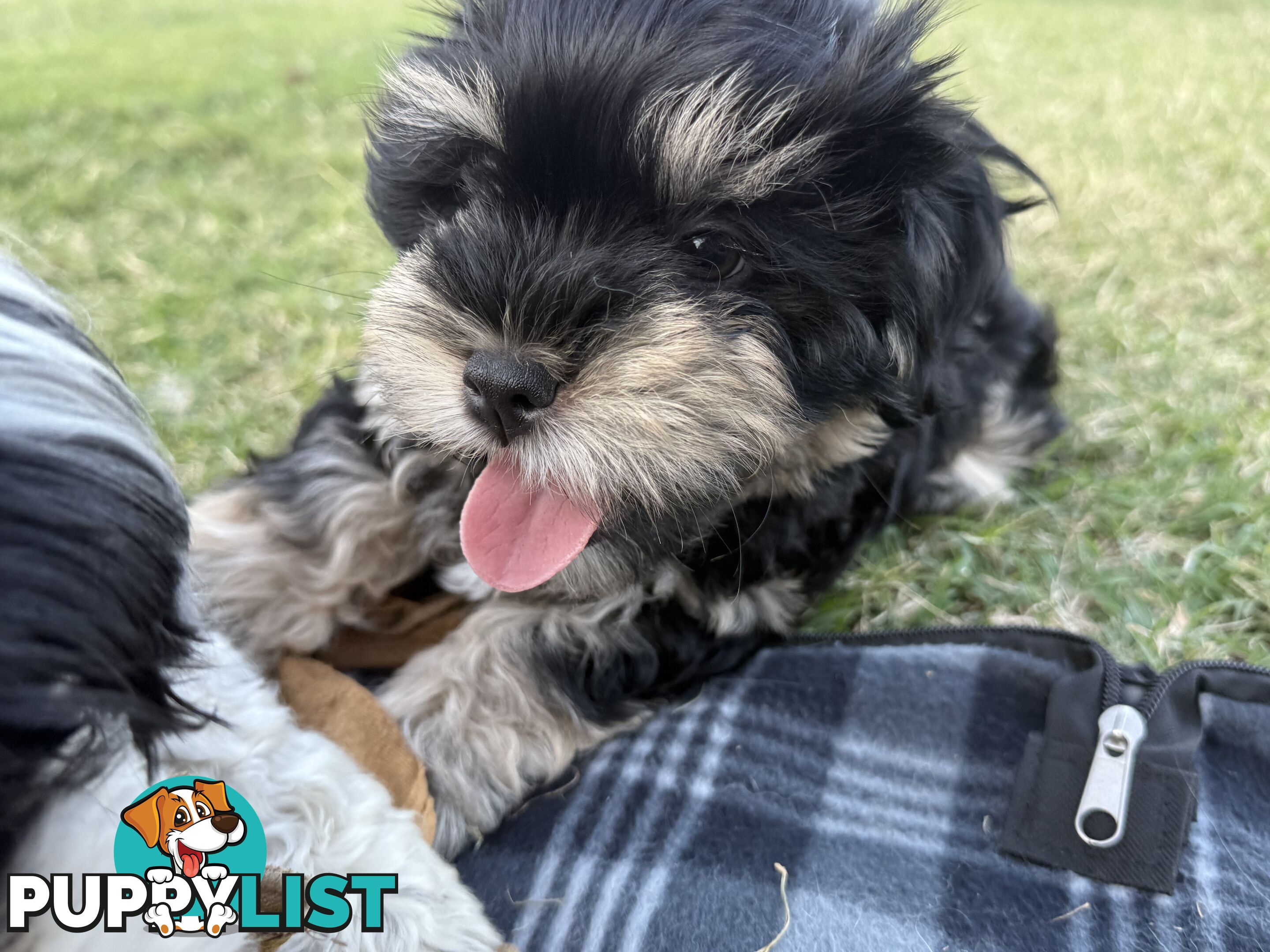 Available & ready now - cute Maltese Shih Tzu (Malshi) puppies