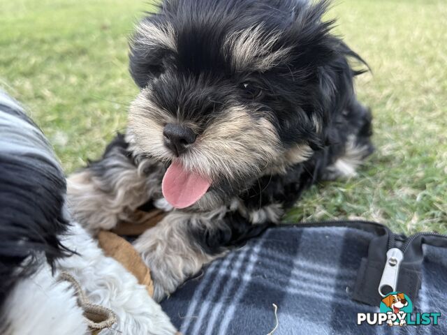 Available & ready now - cute Maltese Shih Tzu (Malshi) puppies