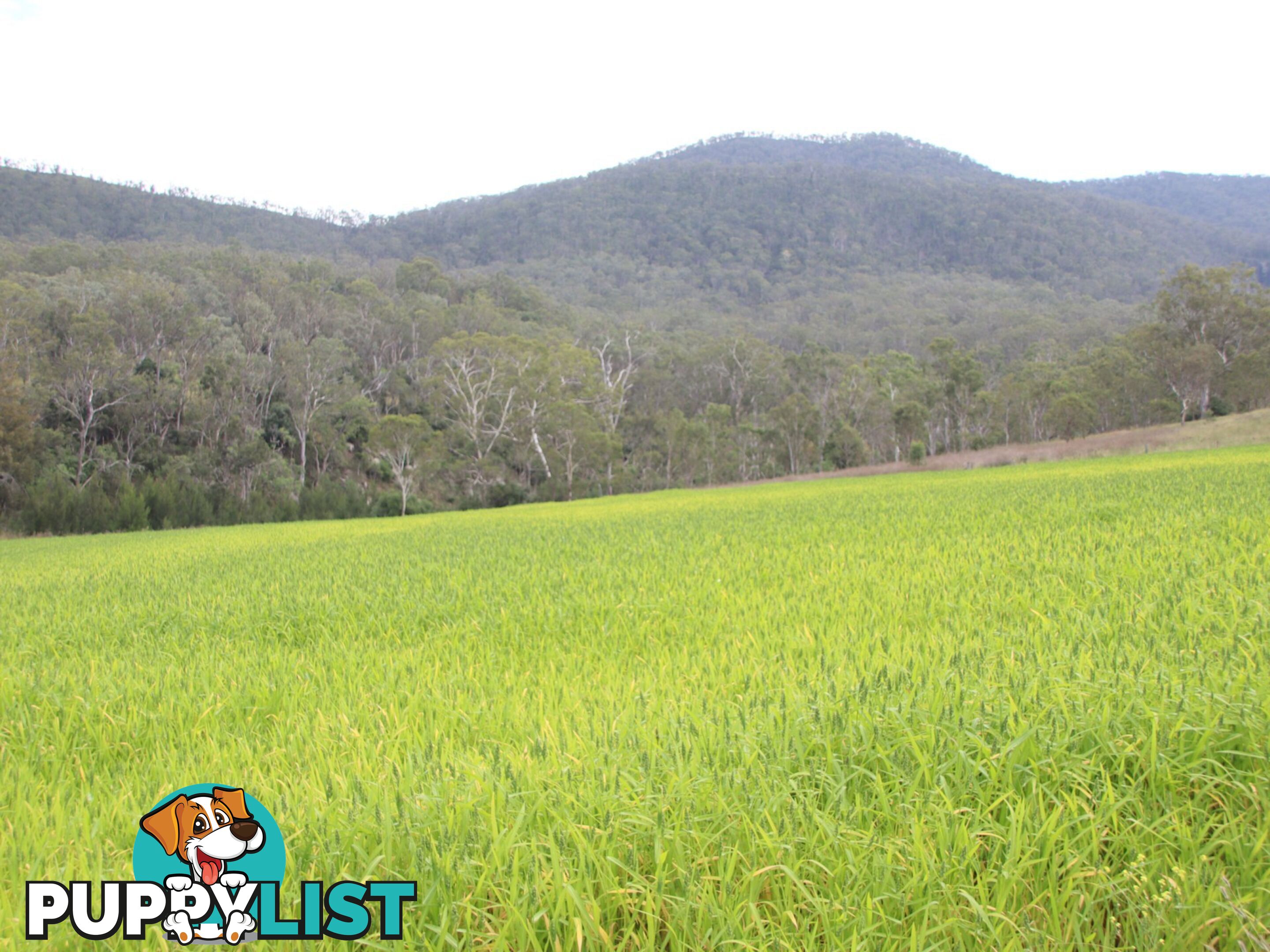 874 Top Swanfels Road YANGAN QLD 4371