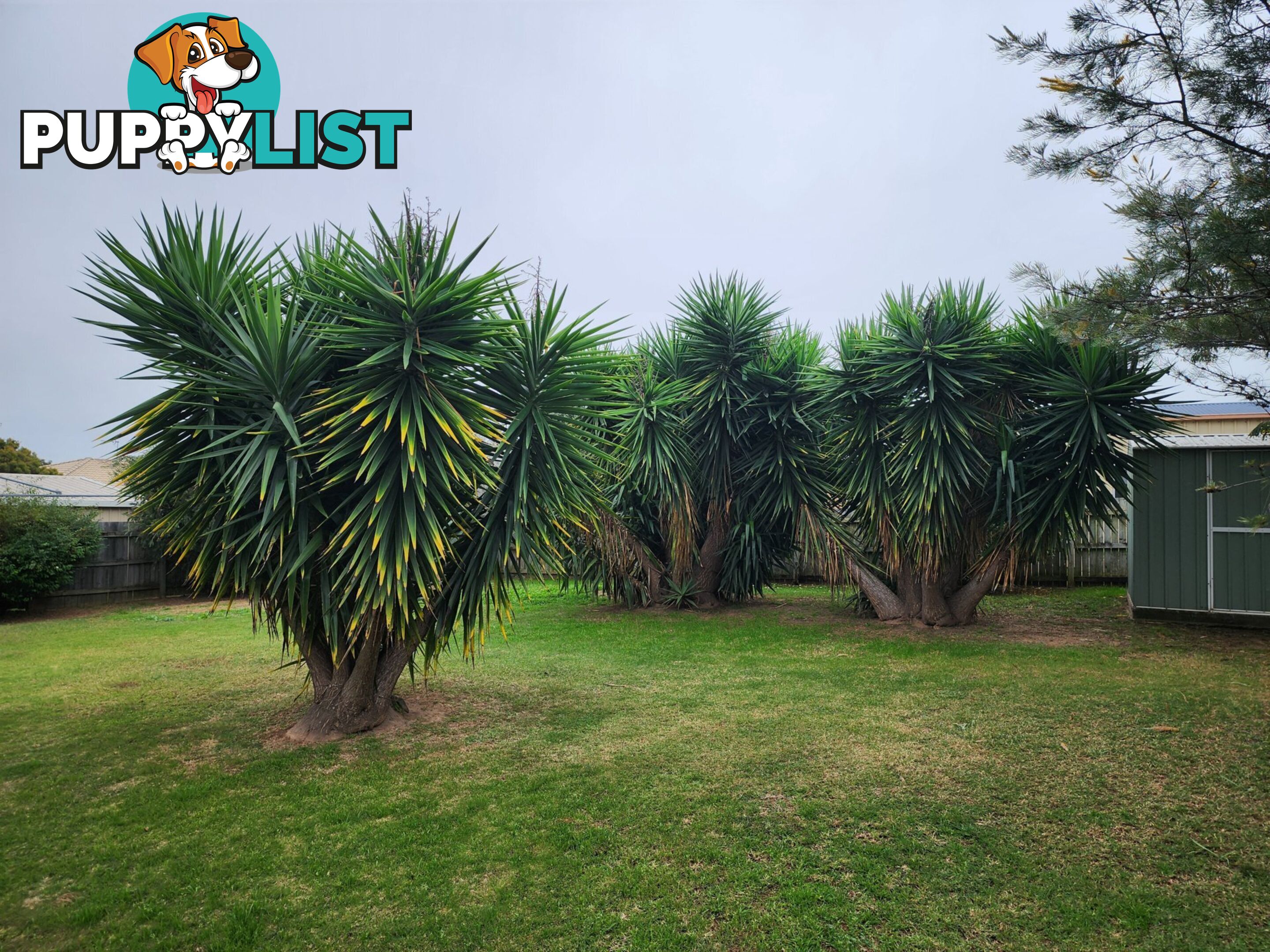 15 McDougal Street WARWICK QLD 4370