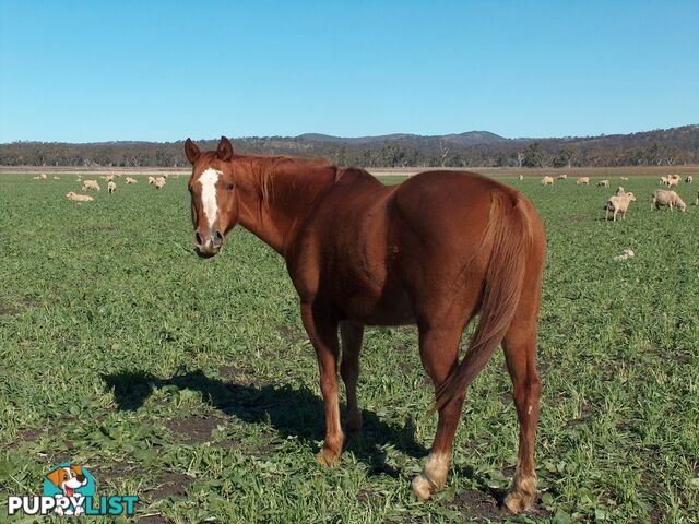 270 Black Soil Lane WARWICK QLD 4370