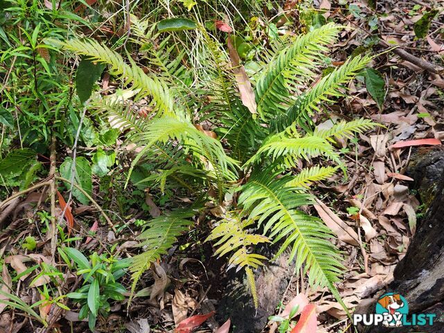 Lot 73 Gambubal Road MOUNT COLLIERY QLD 4370