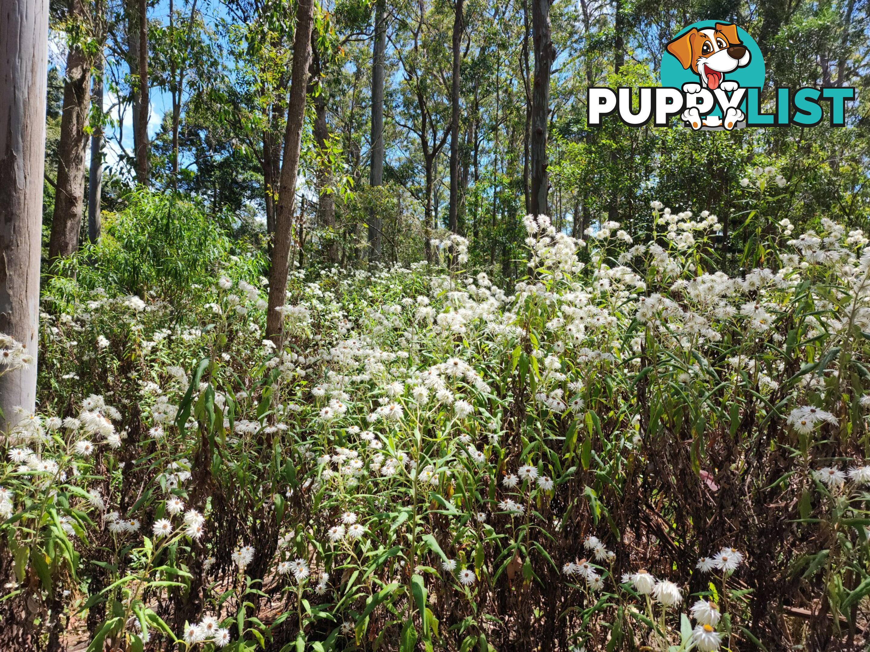 Lot 73 Gambubal Road MOUNT COLLIERY QLD 4370