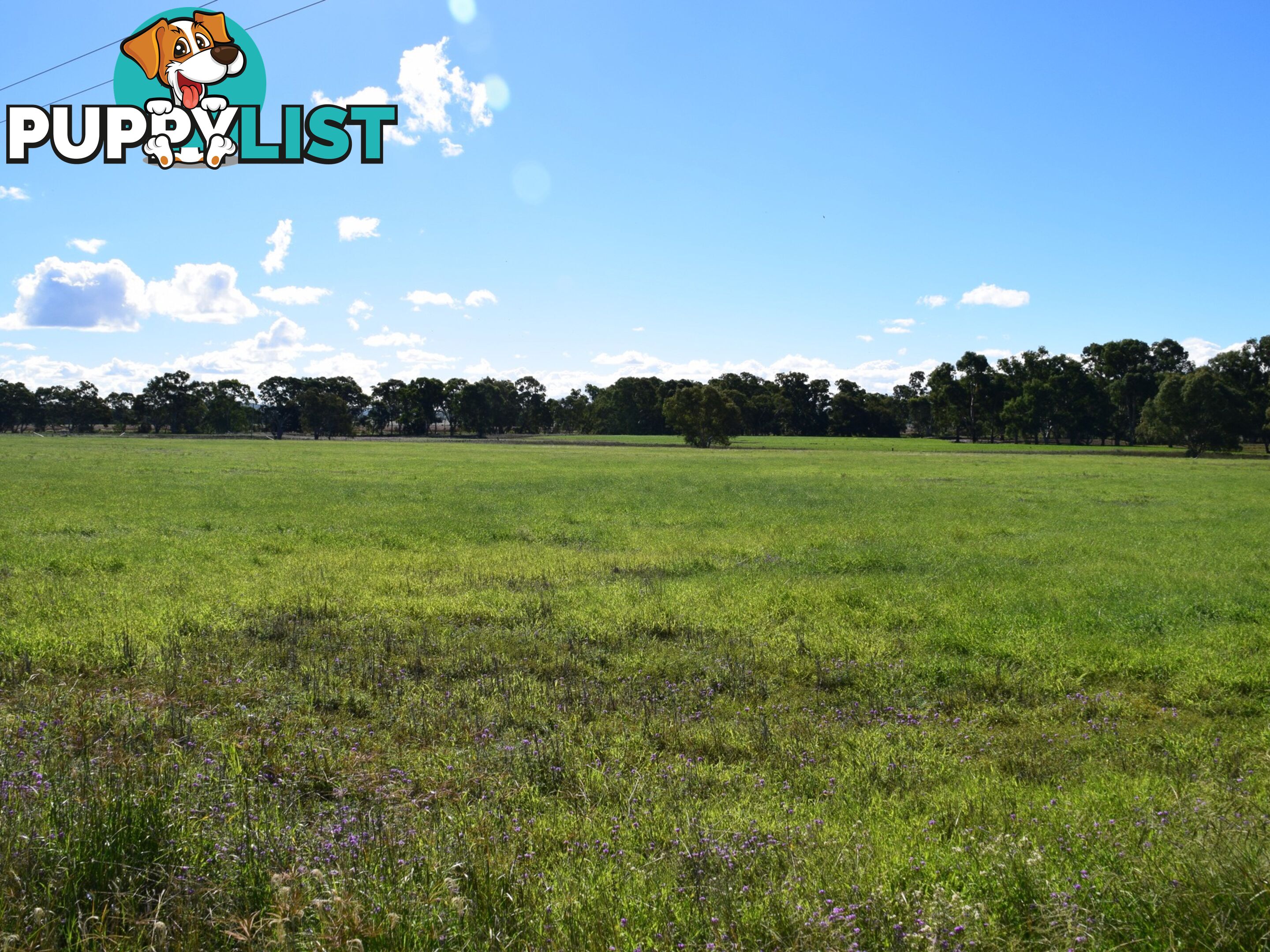 Lot 2 Leyburn-Cunningham Road WHEATVALE QLD 4370