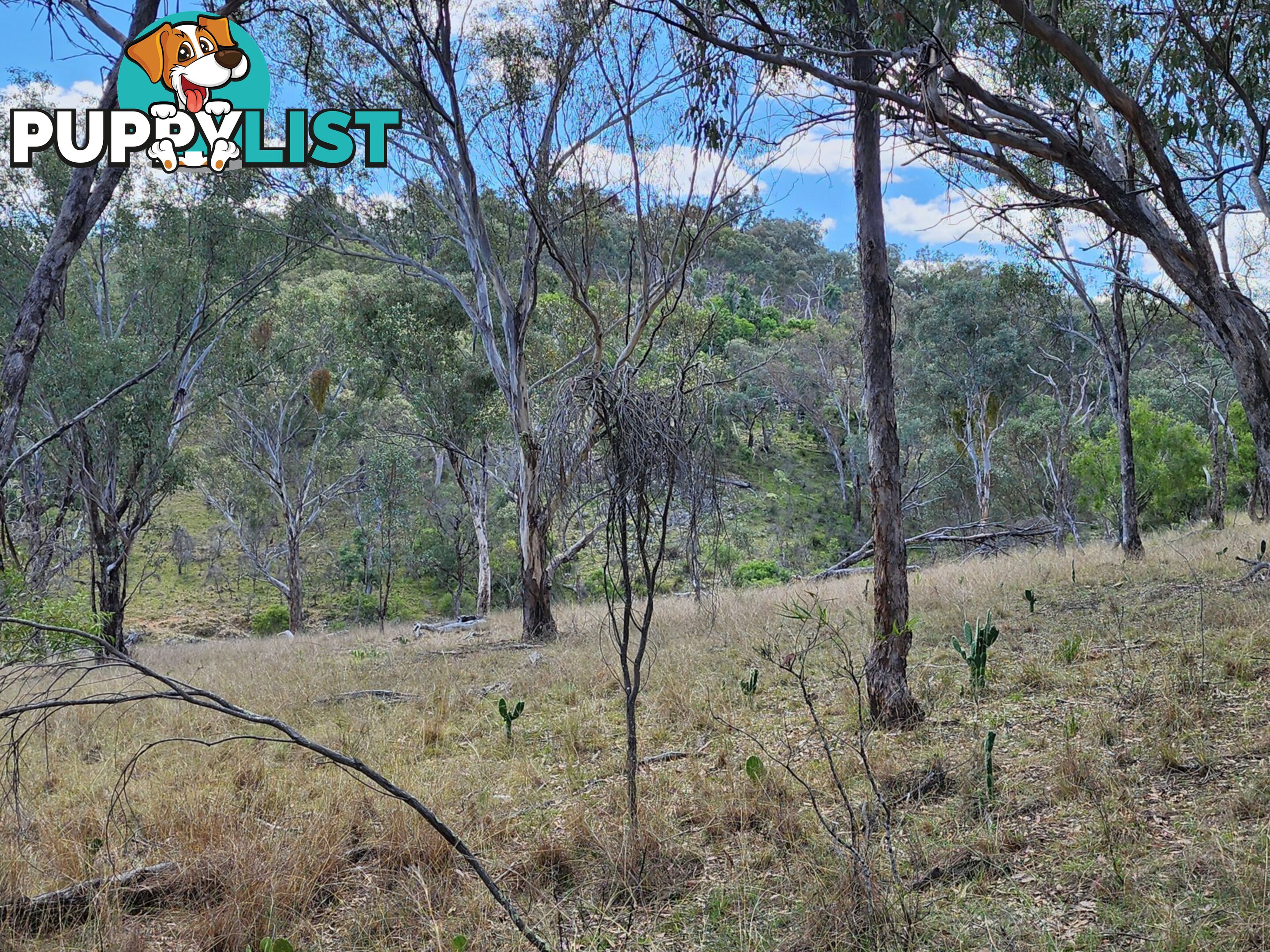 Lot 2 Stanthorpe Texas Road STANTHORPE QLD 4380
