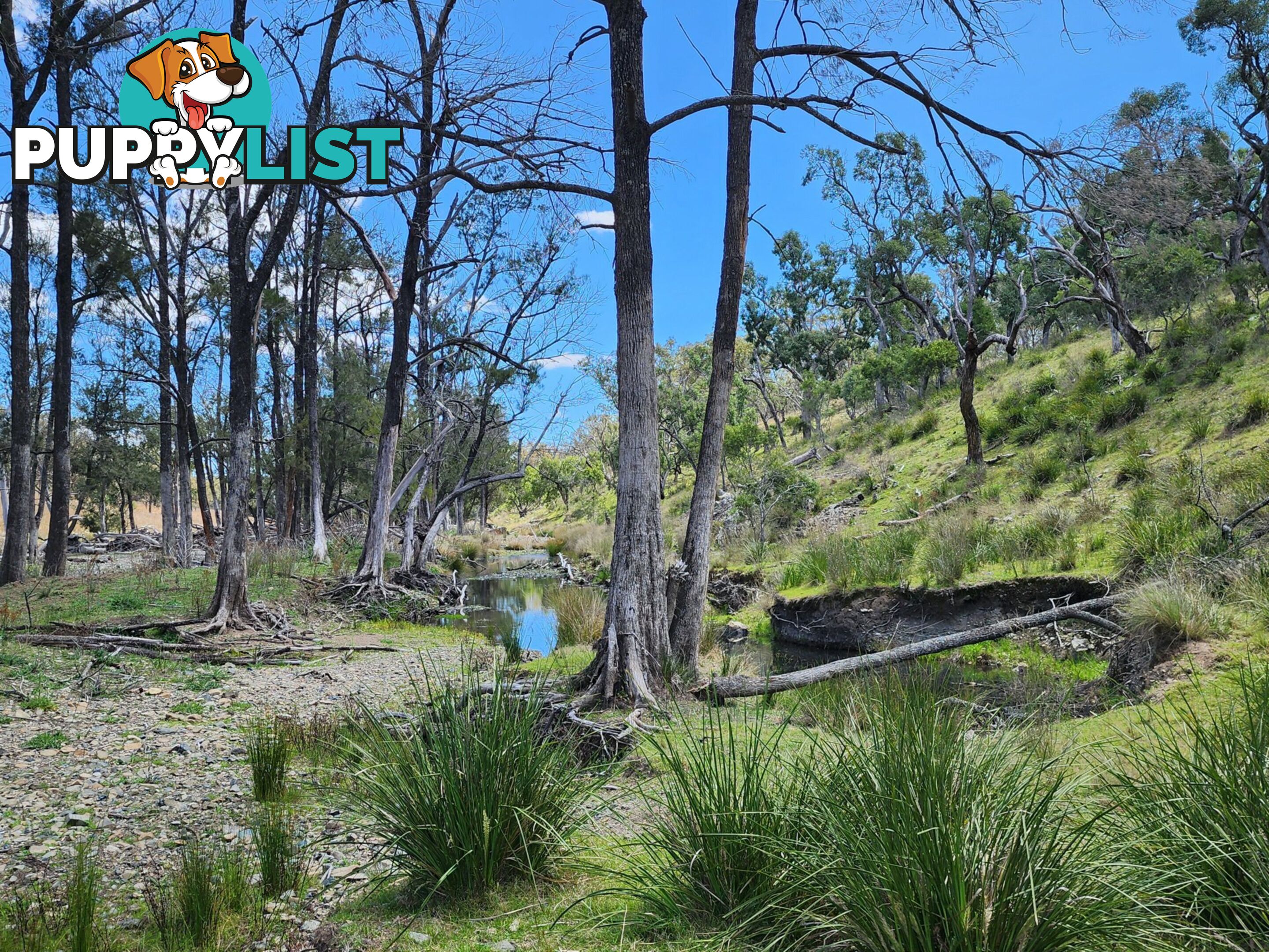 Lot 2 Stanthorpe Texas Road STANTHORPE QLD 4380