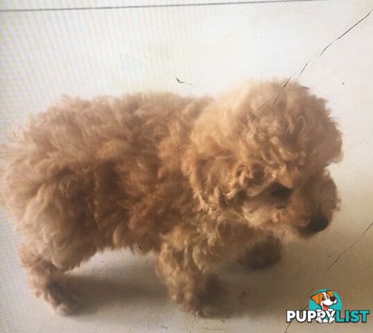 Toy poodle x Bichon frise puppy