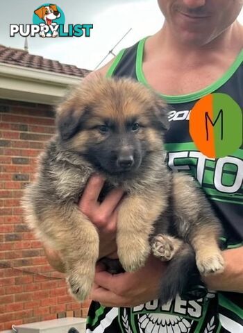 Long haired German shepherd puppies (Purebred)