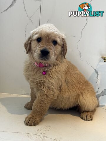 Purebred Golden Retriever puppies looking for forever home