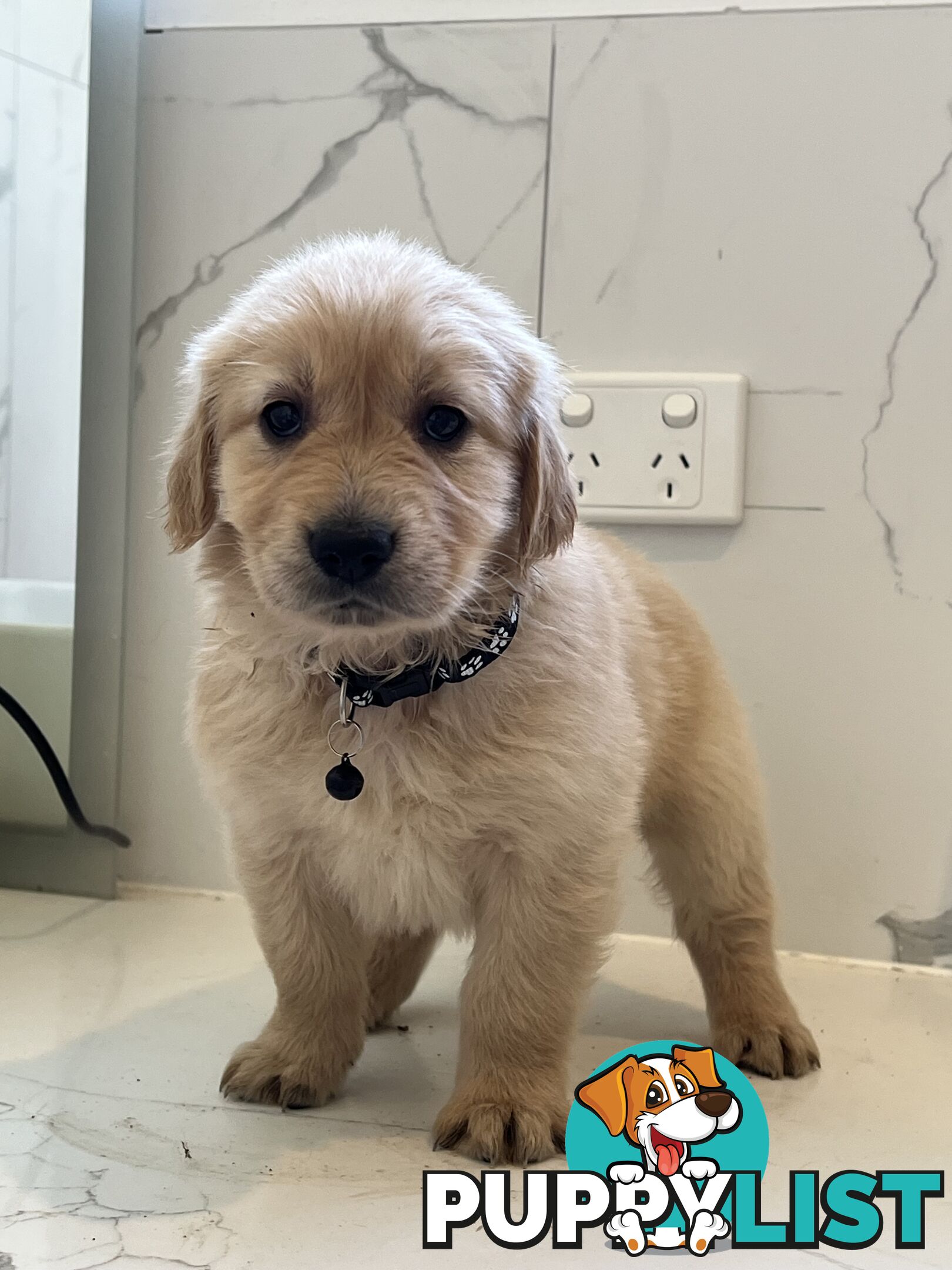 Purebred Golden Retriever puppies looking for forever home