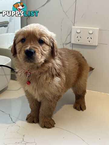 Purebred Golden Retriever puppies looking for forever home