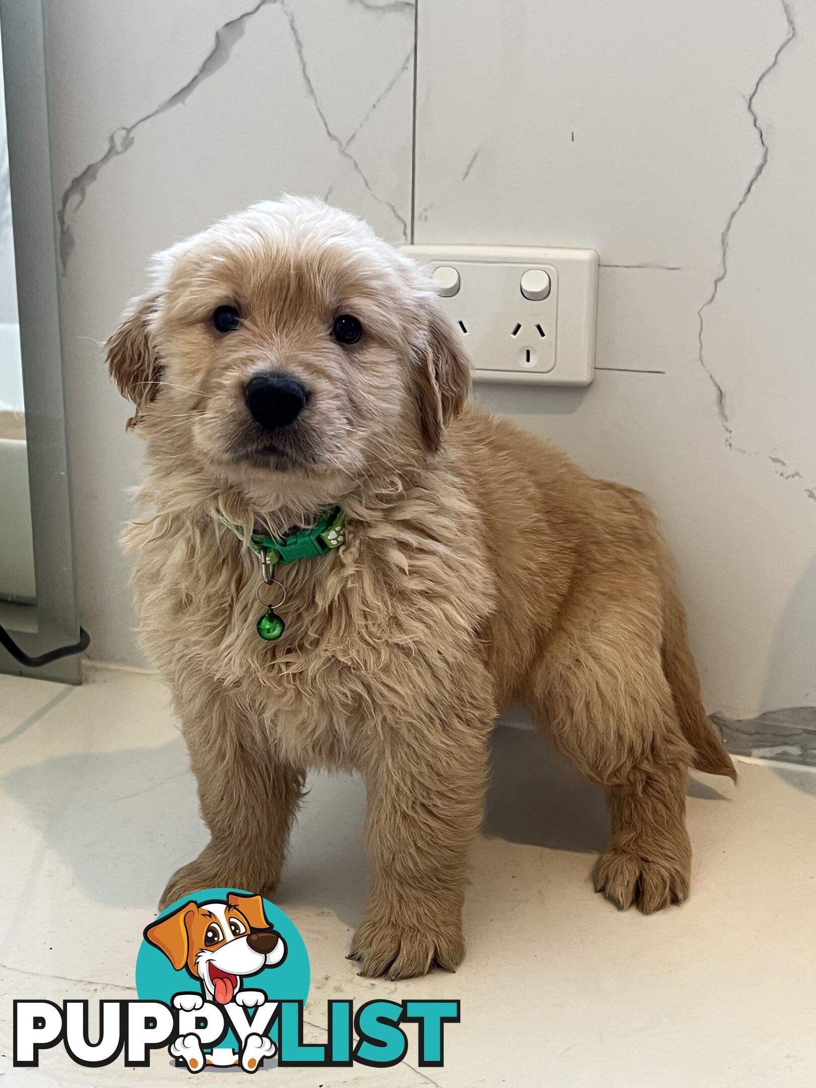 Purebred Golden Retriever puppies looking for forever home