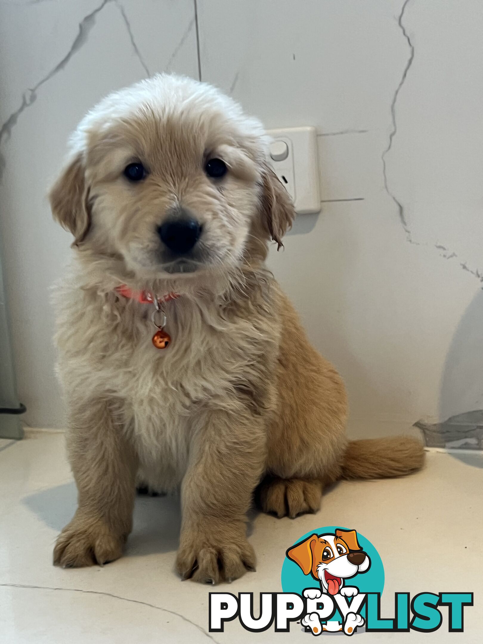 Purebred Golden Retriever puppies looking for forever home