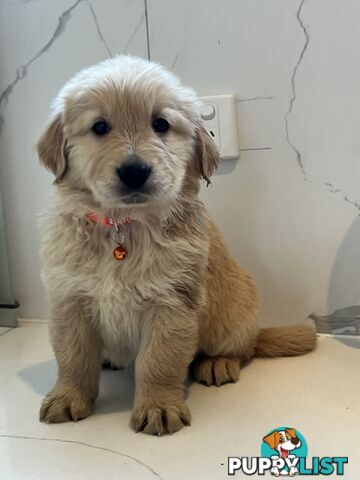 Purebred Golden Retriever puppies looking for forever home