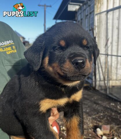 Rottweiler Pure Bred Puppies