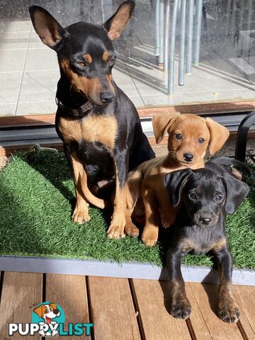 Miniature Pinscher x Cavoodle Puppy