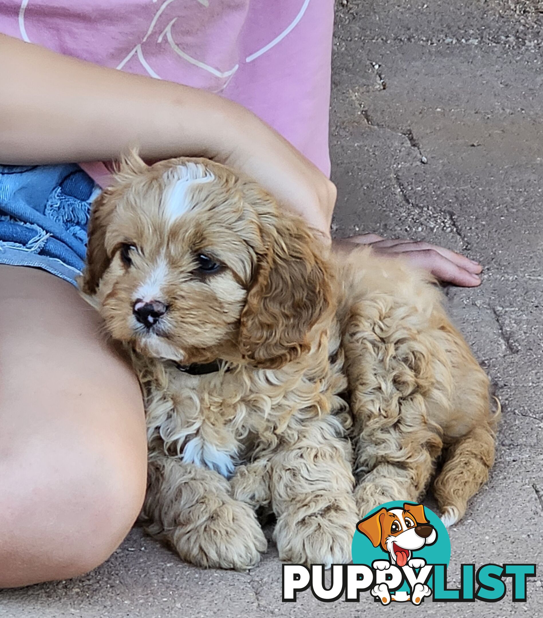 Cavoodle puppies Gen 1 country bred