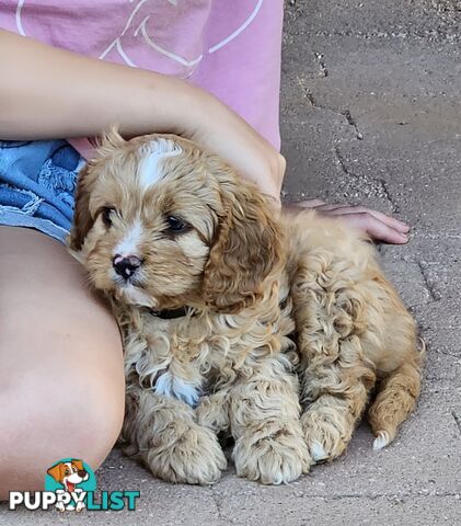 Cavoodle puppies Gen 1 country bred