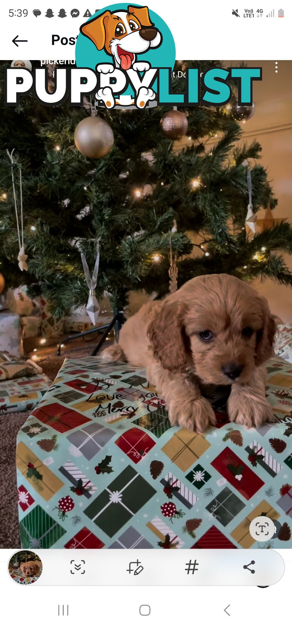 Cavoodle puppies Gen 1 country bred