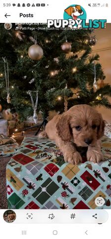 Cavoodle puppies Gen 1 country bred