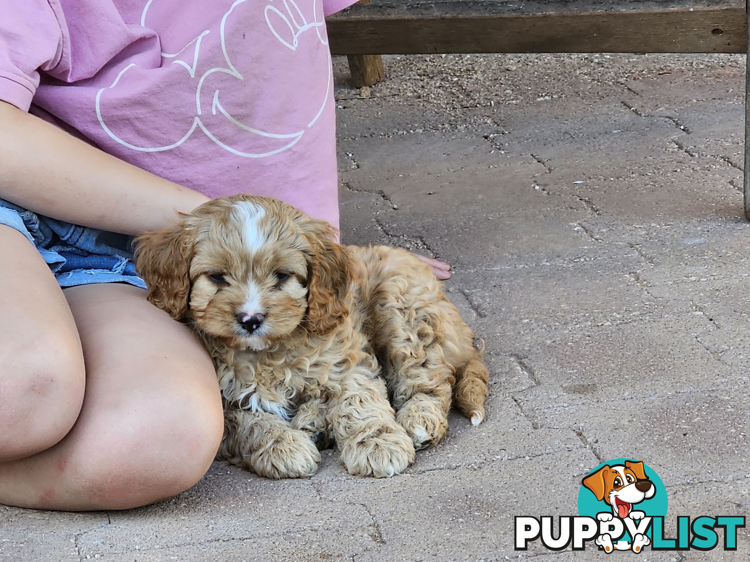 Cavoodle puppies Gen 1 country bred