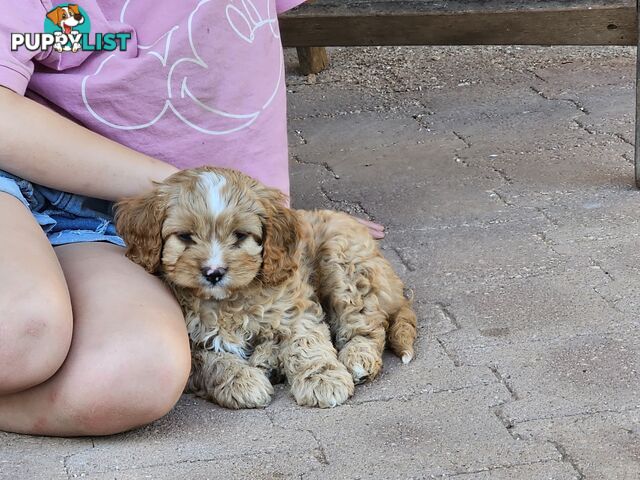 Cavoodle puppies Gen 1 country bred