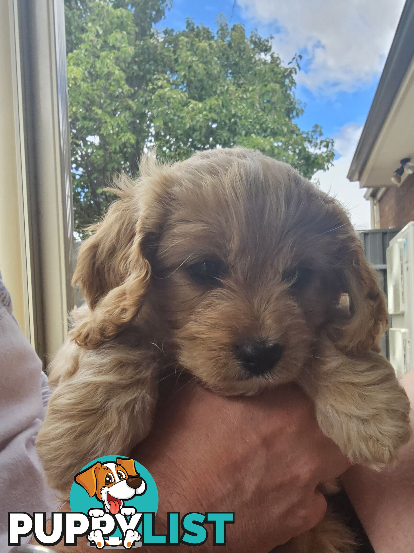 Cavoodle puppies Gen 1 country bred