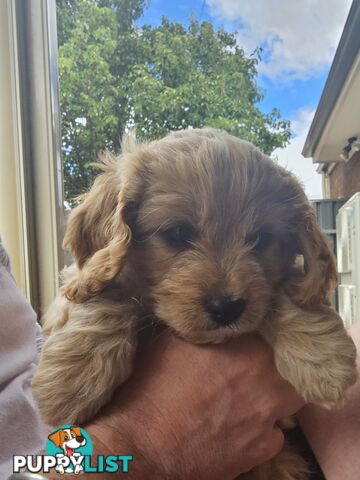 Cavoodle puppies Gen 1 country bred