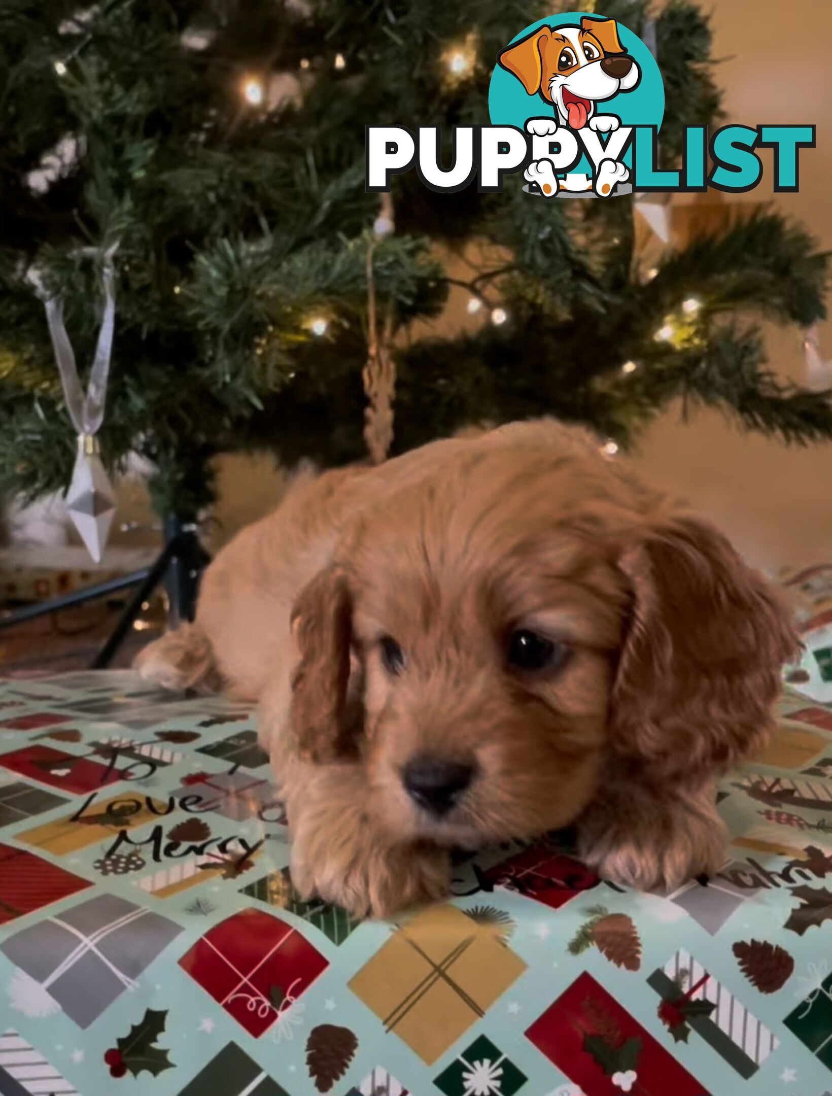 Cavoodle puppies Gen 1 country bred